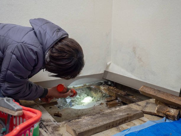 San Castle, FL Mold Removal Company