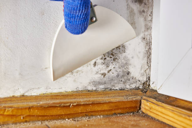 Best HVAC Mold Inspection and Cleaning  in San Castle, FL